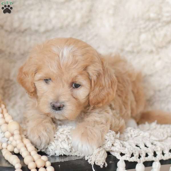 Moriah, Maltipoo Puppy