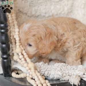 Moriah, Maltipoo Puppy