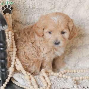 Moriah, Maltipoo Puppy