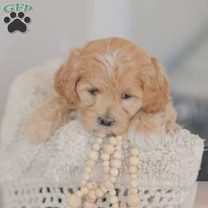 Moriah, Maltipoo Puppy