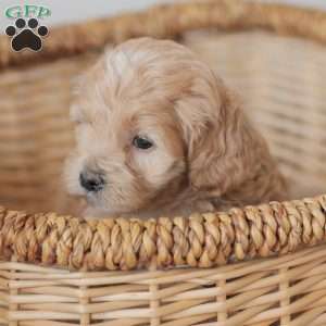 Moriah, Maltipoo Puppy