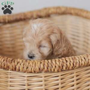 Moriah, Maltipoo Puppy