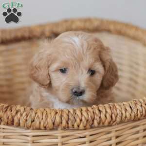 Moriah, Maltipoo Puppy