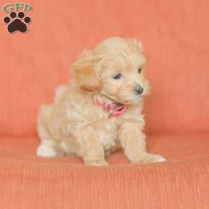 Eba, Maltipoo Puppy