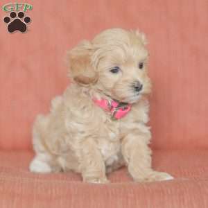 Eba, Maltipoo Puppy