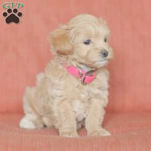 Eba, Maltipoo Puppy