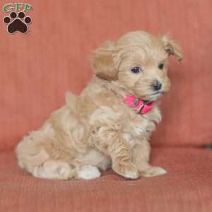 Eba, Maltipoo Puppy