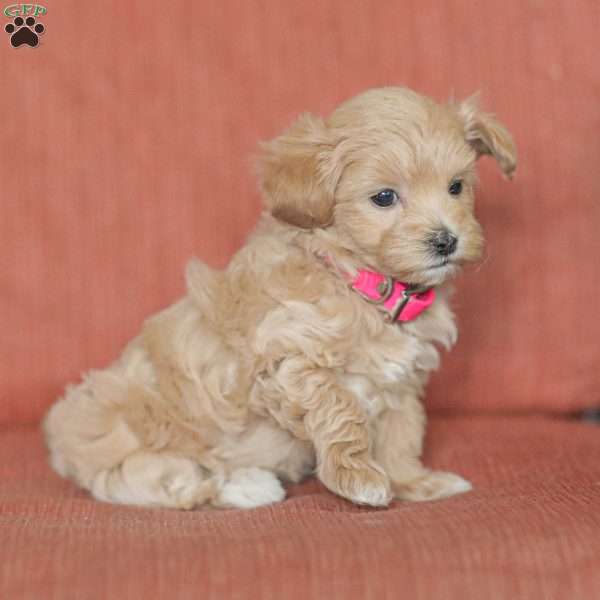 Eba, Maltipoo Puppy