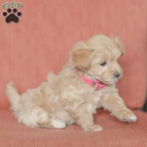 Eba, Maltipoo Puppy