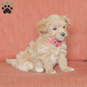 Eba, Maltipoo Puppy