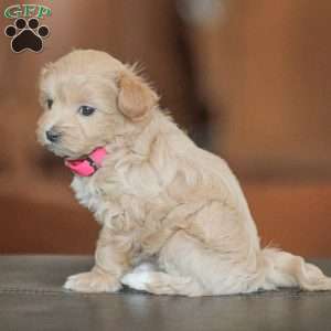 Eba, Maltipoo Puppy