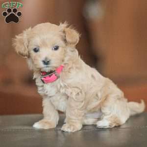 Eba, Maltipoo Puppy