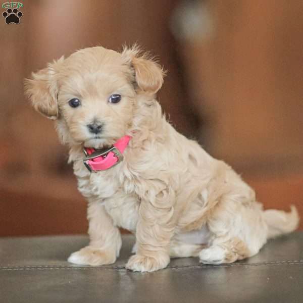 Eba, Maltipoo Puppy