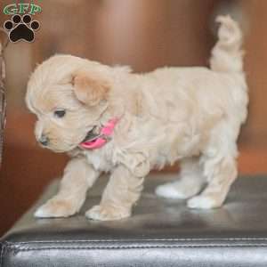 Eba, Maltipoo Puppy