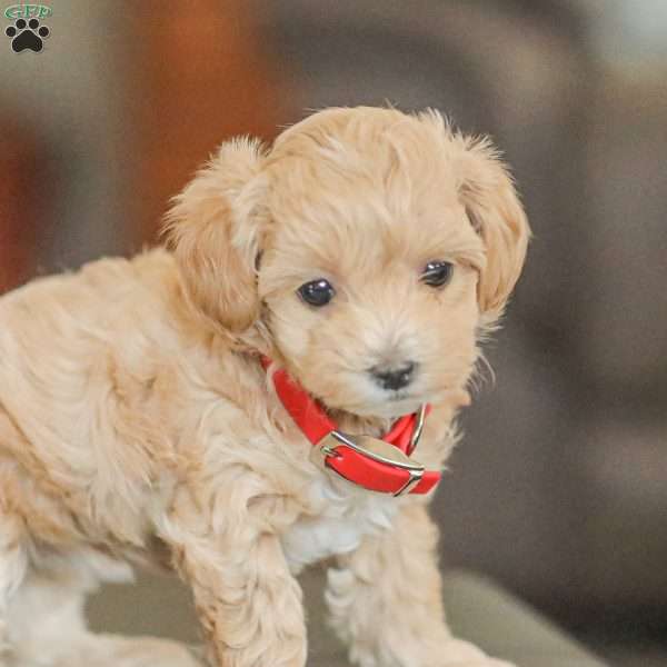 Erma, Maltipoo Puppy