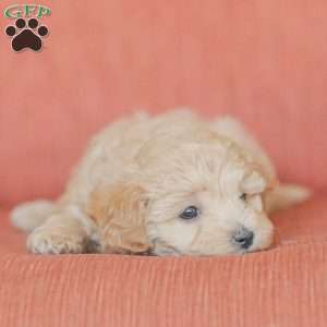 Emery, Maltipoo Puppy