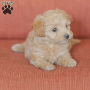 Emery, Maltipoo Puppy