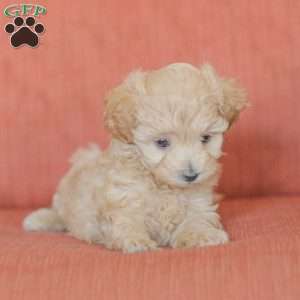 Emery, Maltipoo Puppy