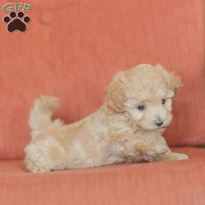 Emery, Maltipoo Puppy