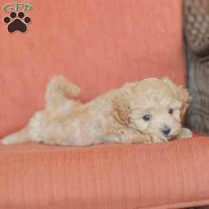 Emery, Maltipoo Puppy