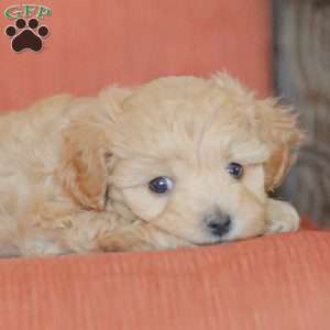 Emery, Maltipoo Puppy