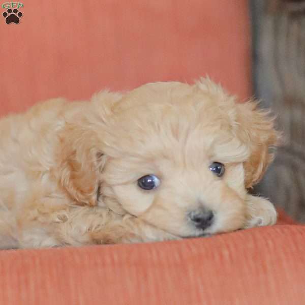 Emery, Maltipoo Puppy