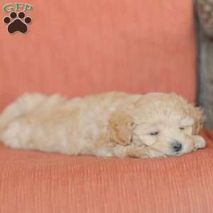 Emery, Maltipoo Puppy