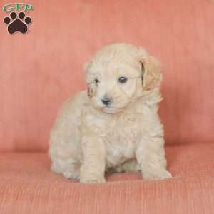 Emery, Maltipoo Puppy