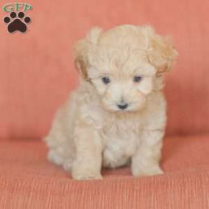 Emery, Maltipoo Puppy