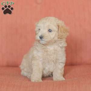 Emery, Maltipoo Puppy