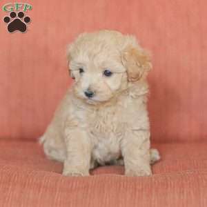 Emery, Maltipoo Puppy