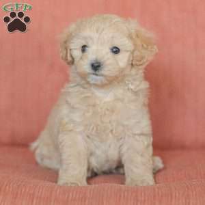 Emery, Maltipoo Puppy