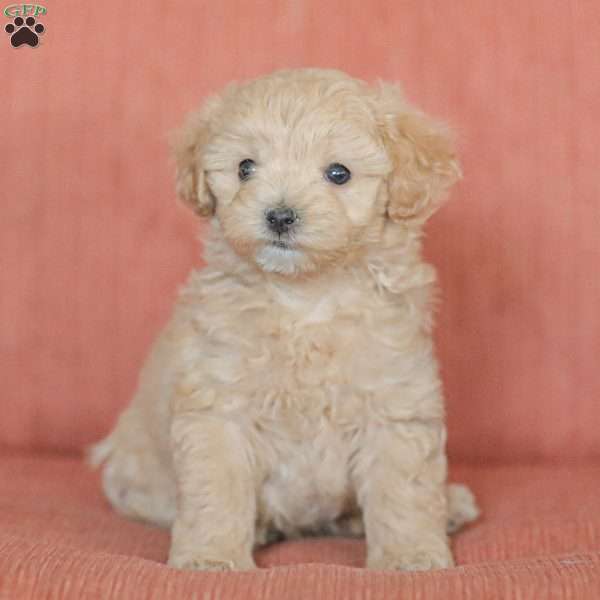 Emery, Maltipoo Puppy