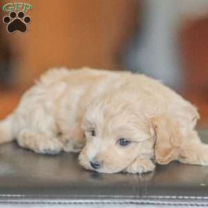 Emery, Maltipoo Puppy