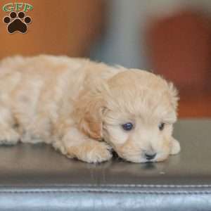 Emery, Maltipoo Puppy