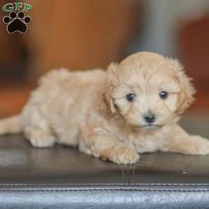 Emery, Maltipoo Puppy