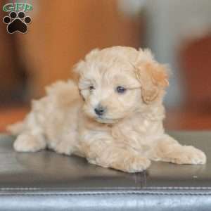 Emery, Maltipoo Puppy