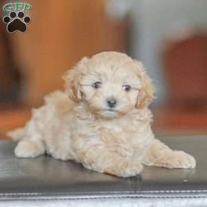 Emery, Maltipoo Puppy