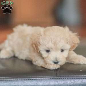 Emery, Maltipoo Puppy