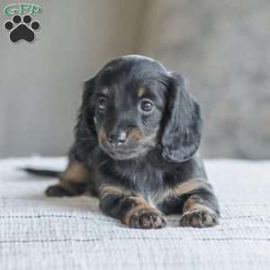 Bree, Dachshund Puppy