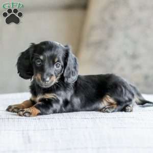 Bree, Dachshund Puppy