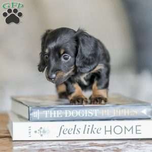 Bree, Dachshund Puppy