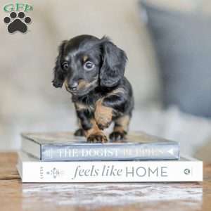 Bree, Dachshund Puppy