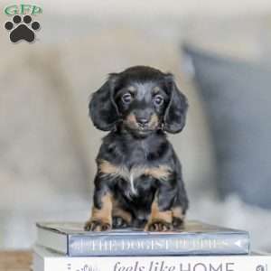 Bree, Dachshund Puppy