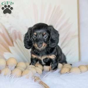 Bree, Dachshund Puppy