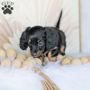 Bree, Dachshund Puppy