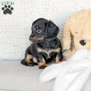 Bree, Dachshund Puppy