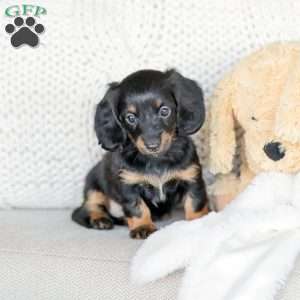 Bree, Dachshund Puppy