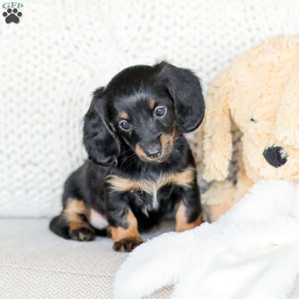 Bree, Dachshund Puppy