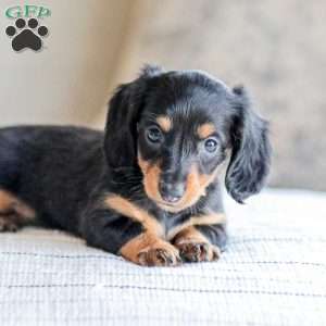 Brooklyn, Dachshund Puppy